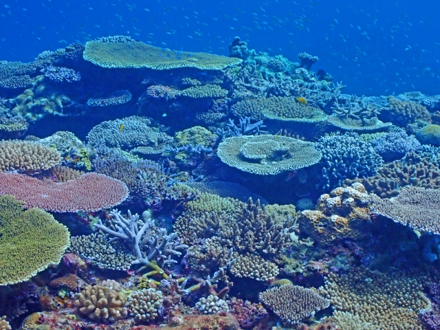 沖縄ハナリ島の珊瑚-1